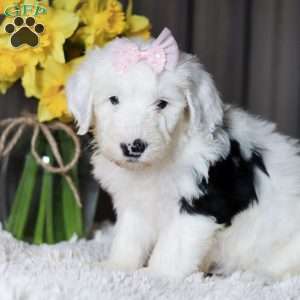 LuLu, Sheepadoodle Puppy